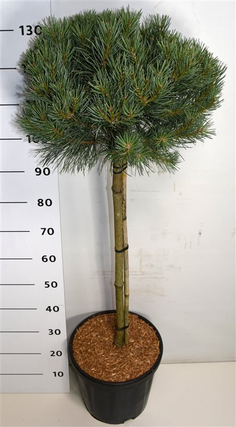 Pinus sylv. 'Watereri' - 80 CM Stem C20